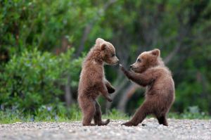 bear_cubs_playing